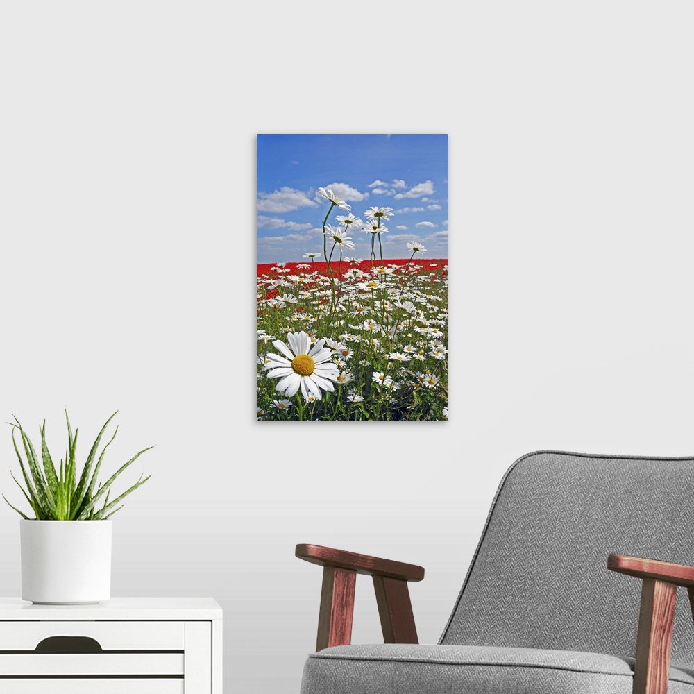 A modern room featuring A farmland field of white ox-eyed daisies and red poppies