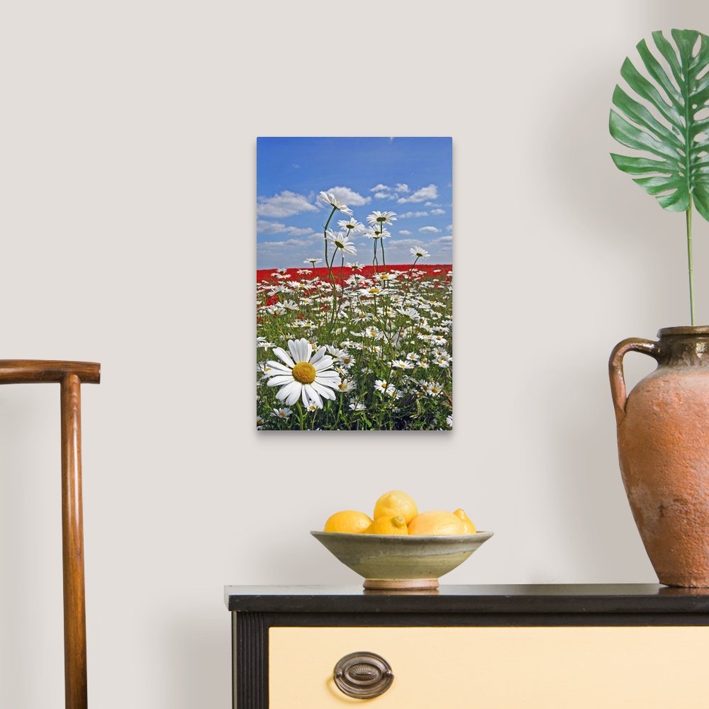A traditional room featuring A farmland field of white ox-eyed daisies and red poppies