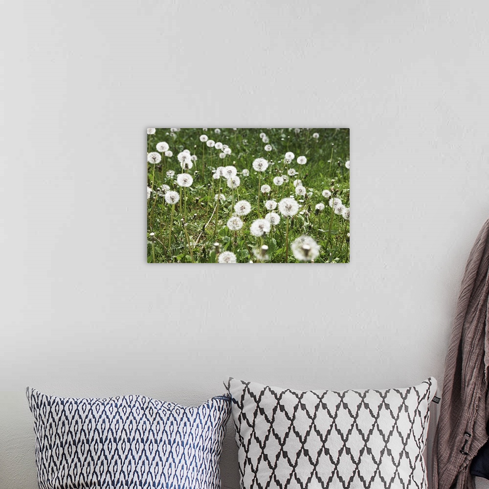 A bohemian room featuring A field of dandelions.