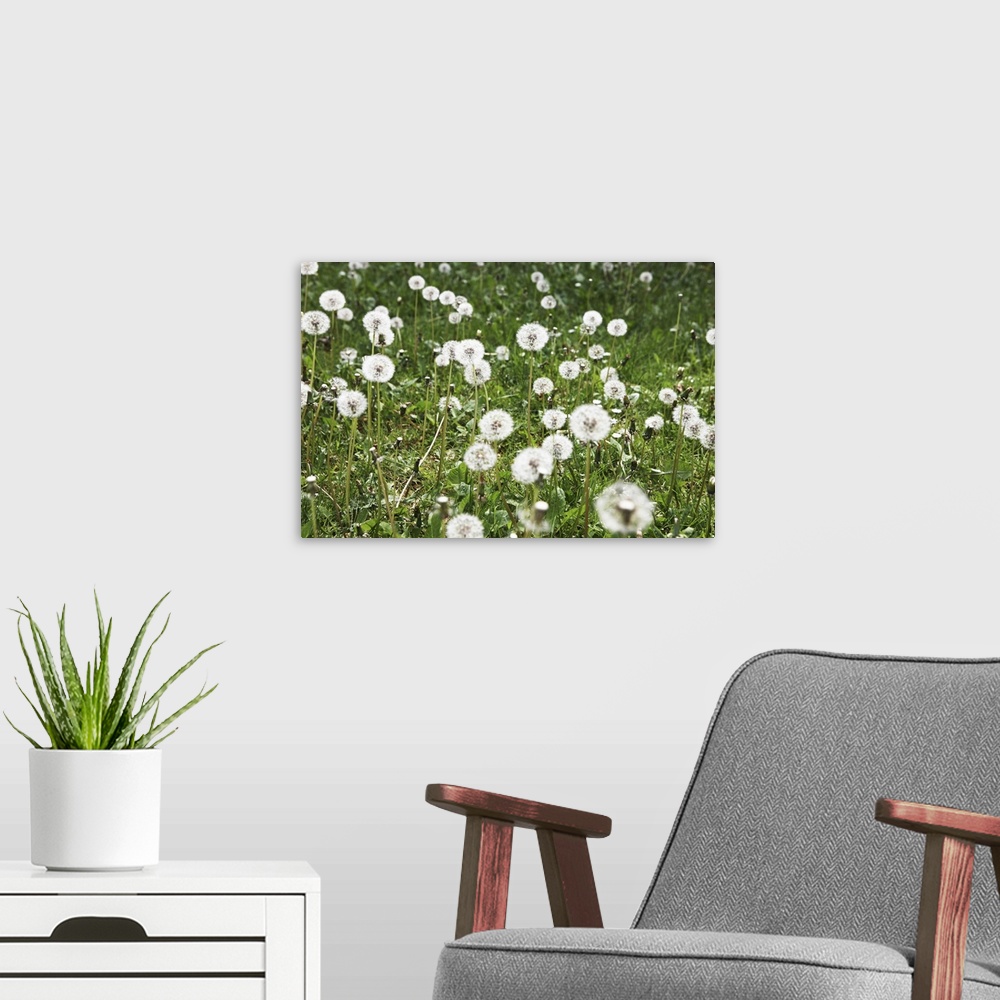 A modern room featuring A field of dandelions.