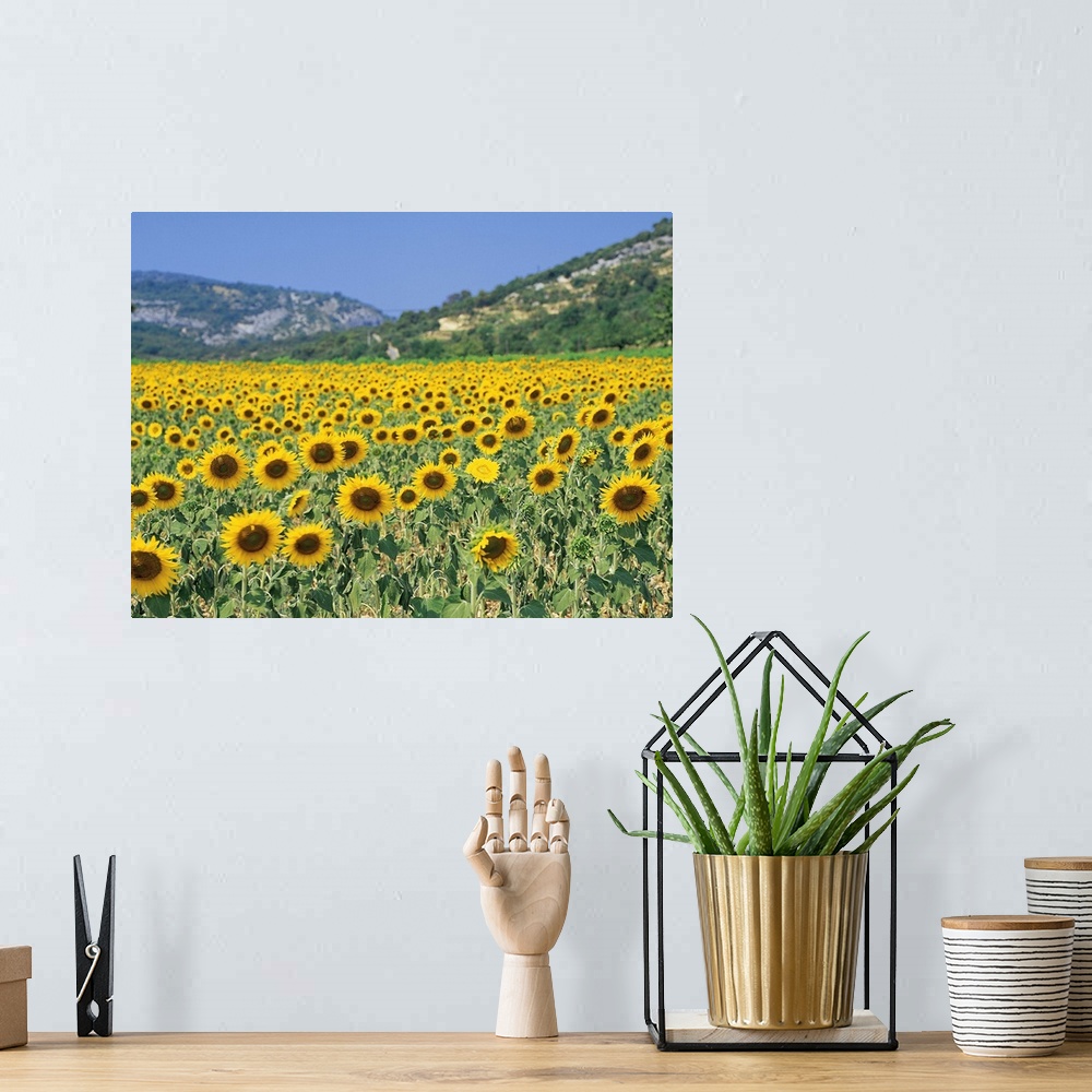 A bohemian room featuring A field of sunflowers