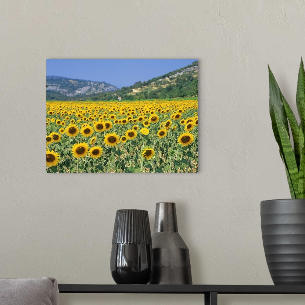 A modern room featuring A field of sunflowers