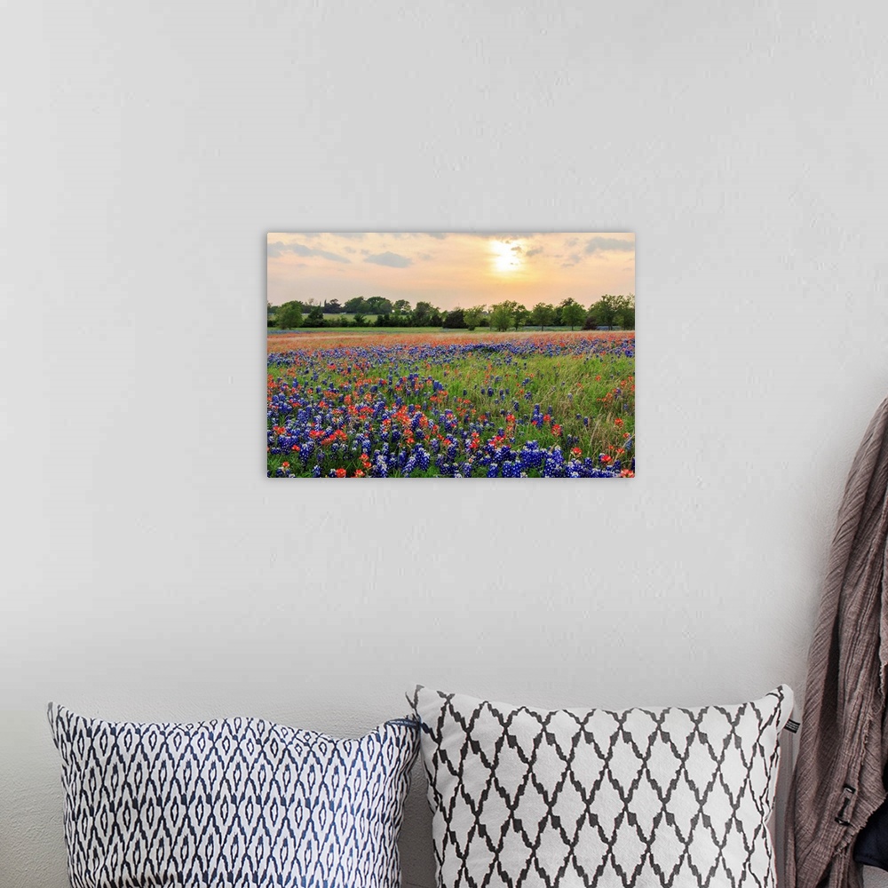 A bohemian room featuring An open field at Old Settler's Park in Central Texas filled with Bluebonnets and Indian Paintbrus...