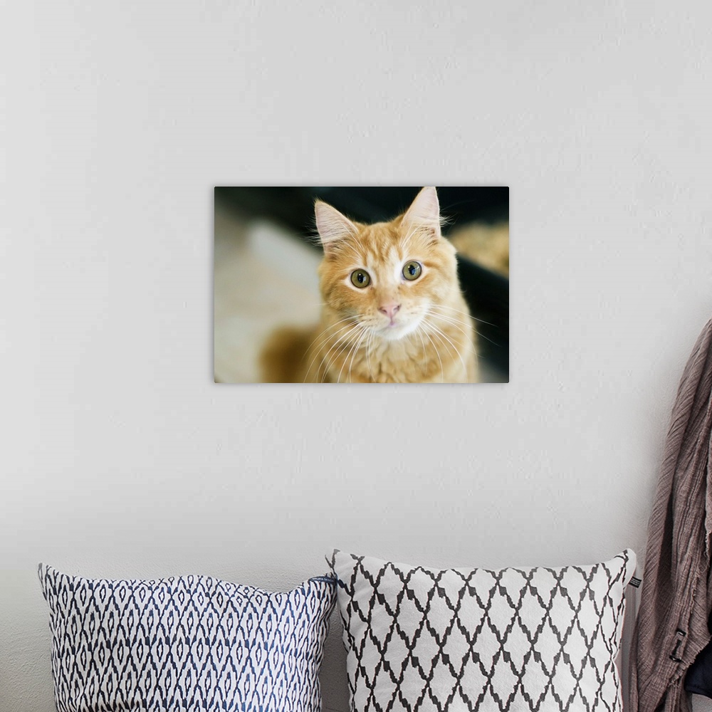 A bohemian room featuring A fluffy orange cat with yellow eyes is looking at the camera. The cat has long white whiskers. C...