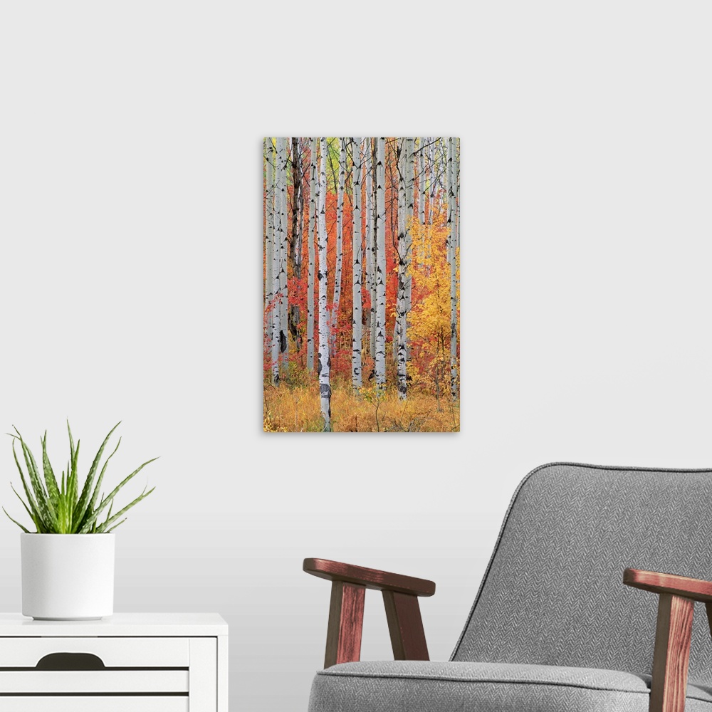A modern room featuring A forest of aspen and maple trees in the Wasatch mountains, with striking yellow and red autumn f...