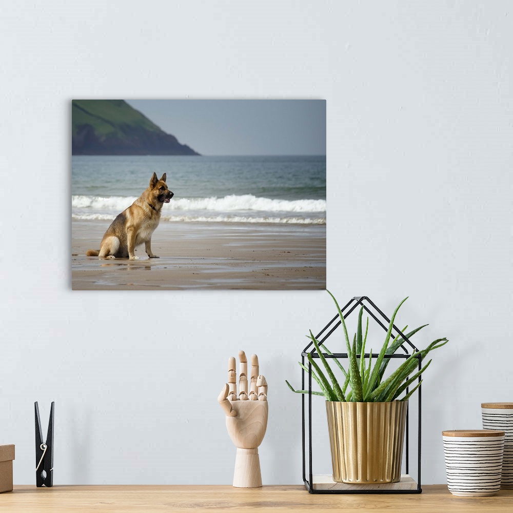 A bohemian room featuring Five year old male German shepherd sitting on a beach waiting to be called. Croyde, North Devon, UK.