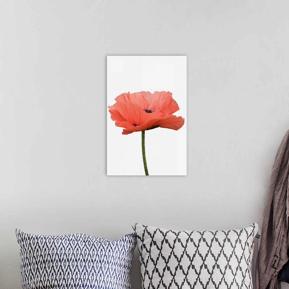 A bohemian room featuring A giant pink poppy against white background