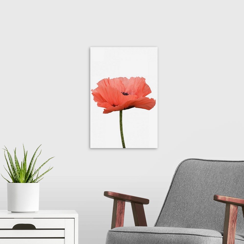A modern room featuring A giant pink poppy against white background