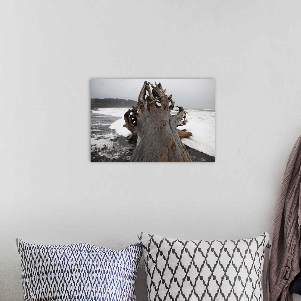 A bohemian room featuring A giant tree, come ashore as driftwood, on First Beach near La Push, Olympic Peninsula, Washington.