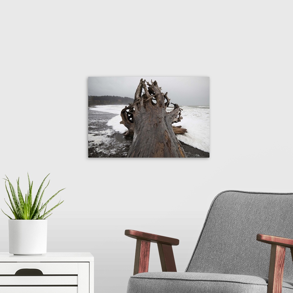 A modern room featuring A giant tree, come ashore as driftwood, on First Beach near La Push, Olympic Peninsula, Washington.