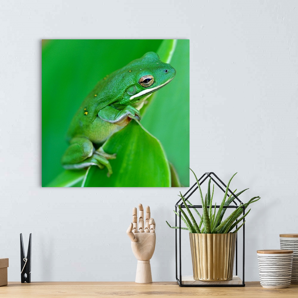 A bohemian room featuring A green barking tree frog hangs on to the edge of a canna plant leaf
