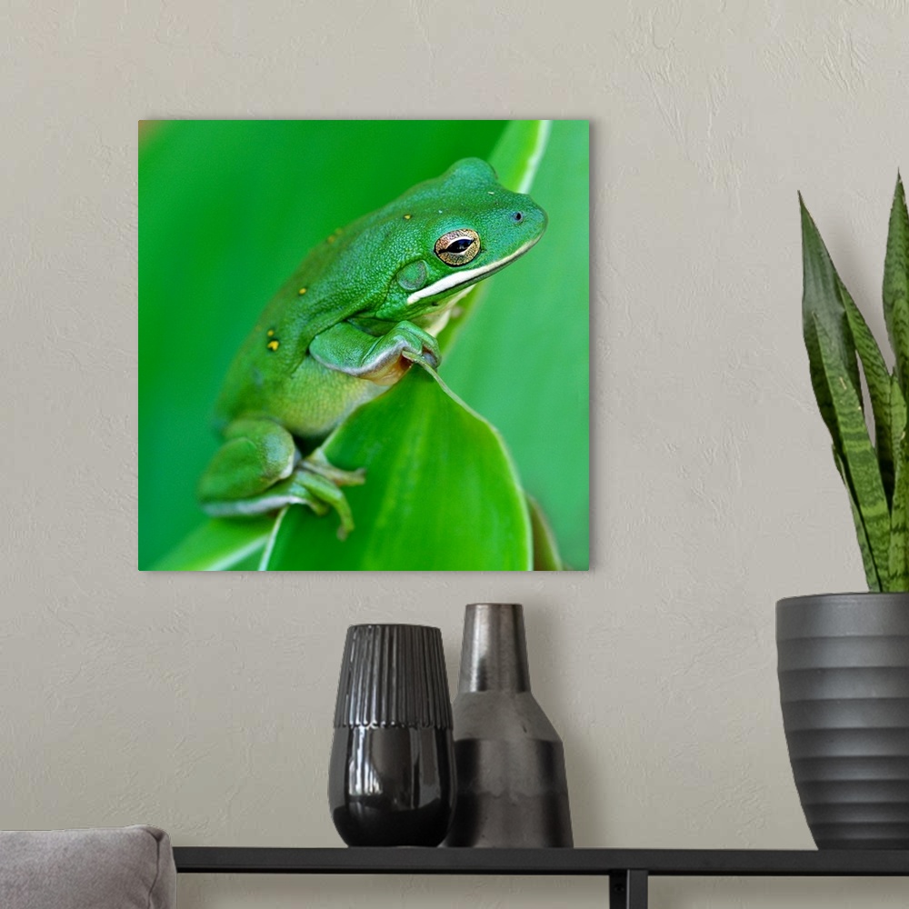 A modern room featuring A green barking tree frog hangs on to the edge of a canna plant leaf