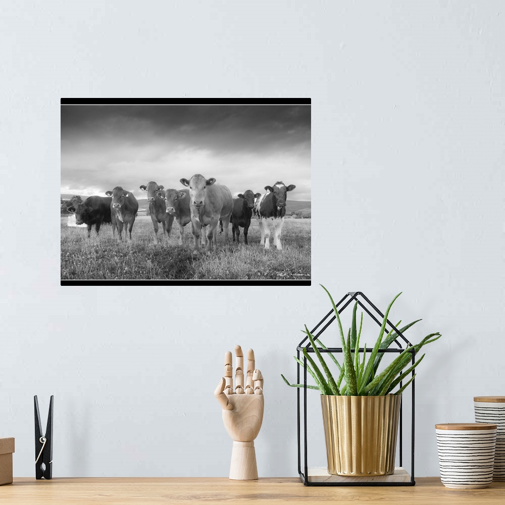 A bohemian room featuring A herd of bullocks posing for a quick shot, Pennines in the background.