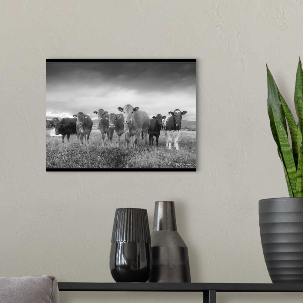 A modern room featuring A herd of bullocks posing for a quick shot, Pennines in the background.