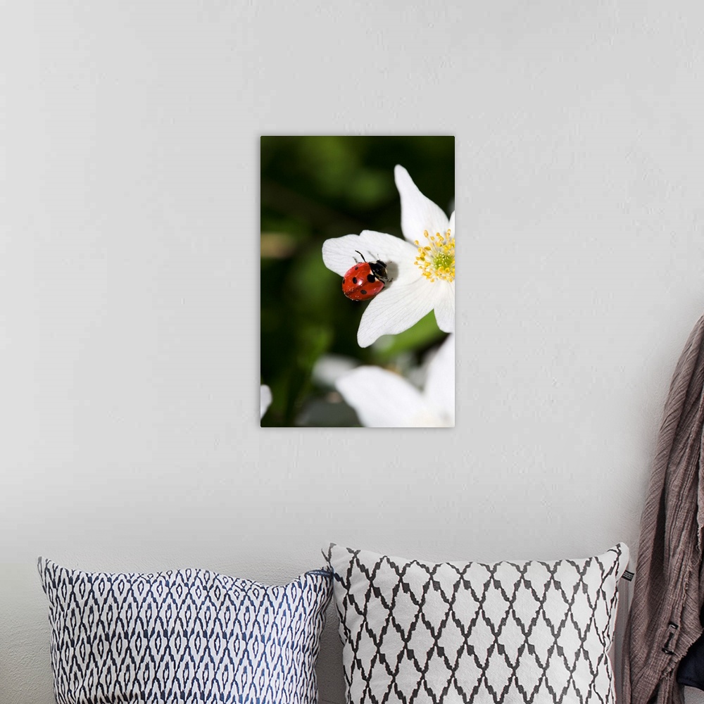 A bohemian room featuring A ladybird on a wood anemone Stockholm Sweden.