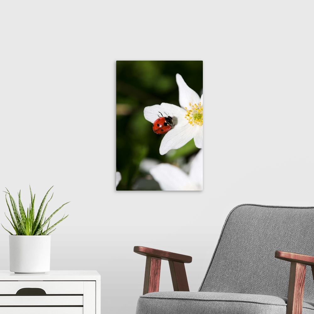 A modern room featuring A ladybird on a wood anemone Stockholm Sweden.