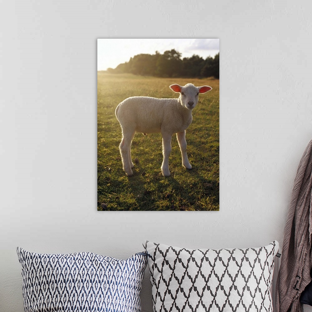A bohemian room featuring A lamb at the setting of the sun Sweden.
