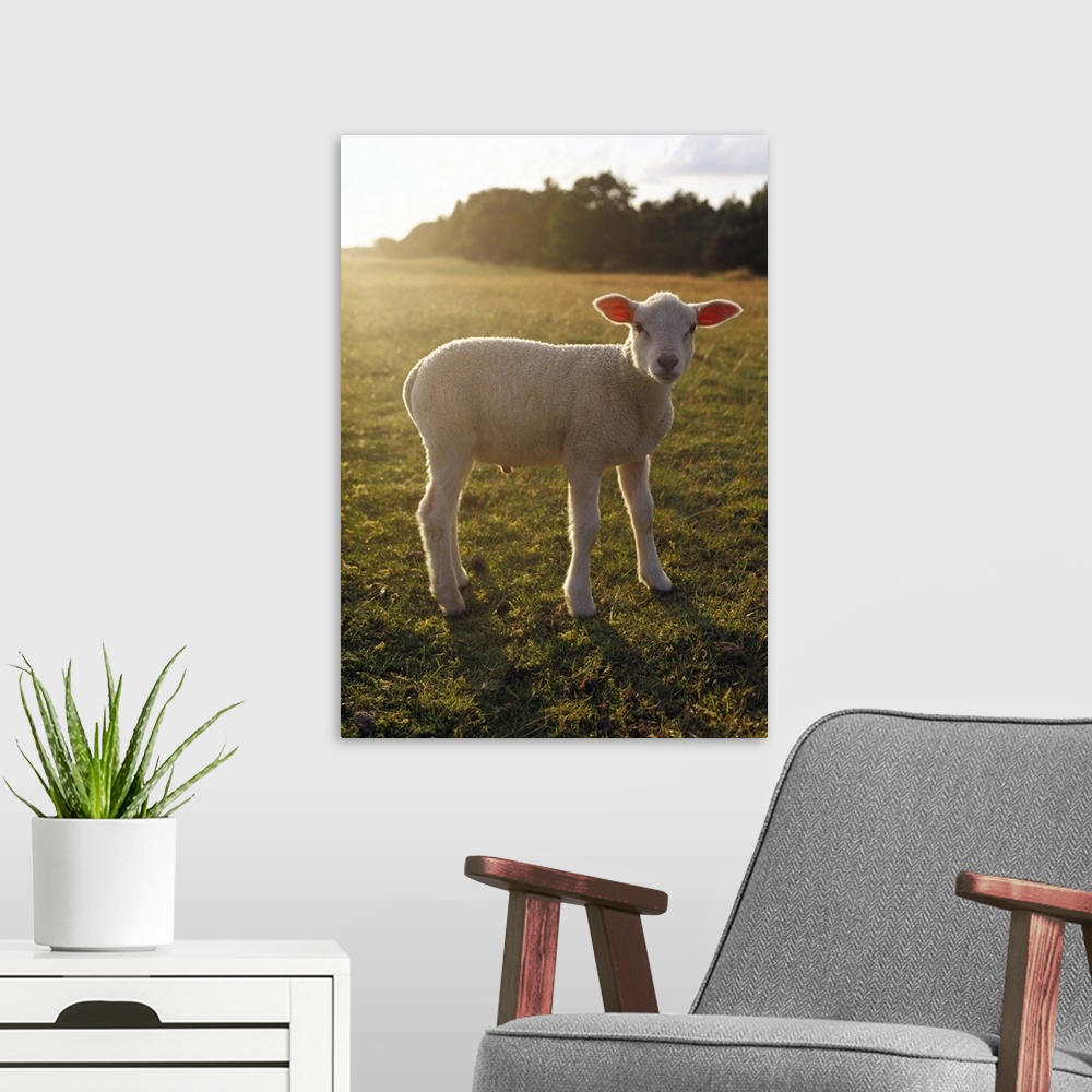 A modern room featuring A lamb at the setting of the sun Sweden.