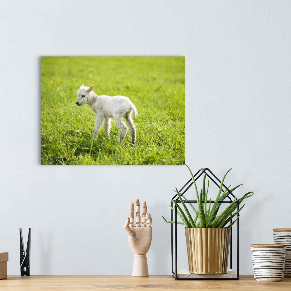 A bohemian room featuring A lamb in a pasture.