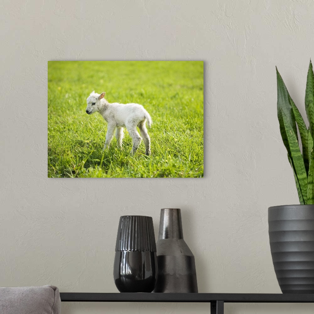 A modern room featuring A lamb in a pasture.
