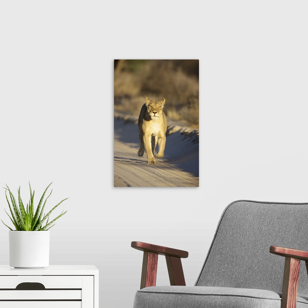 A modern room featuring A Lioness walking towards the camera, Kgalagadi Transfrontier Park, Northern Cape Province, South...