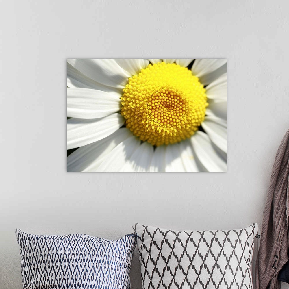 A bohemian room featuring A macro image of a daisy.