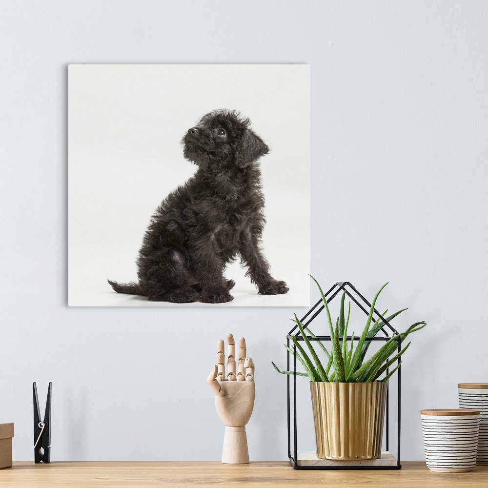A bohemian room featuring Mix breed -mini pinscher and toy poodle
