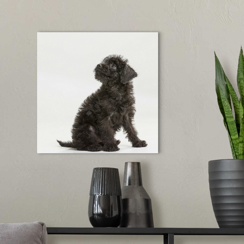 A modern room featuring Mix breed -mini pinscher and toy poodle