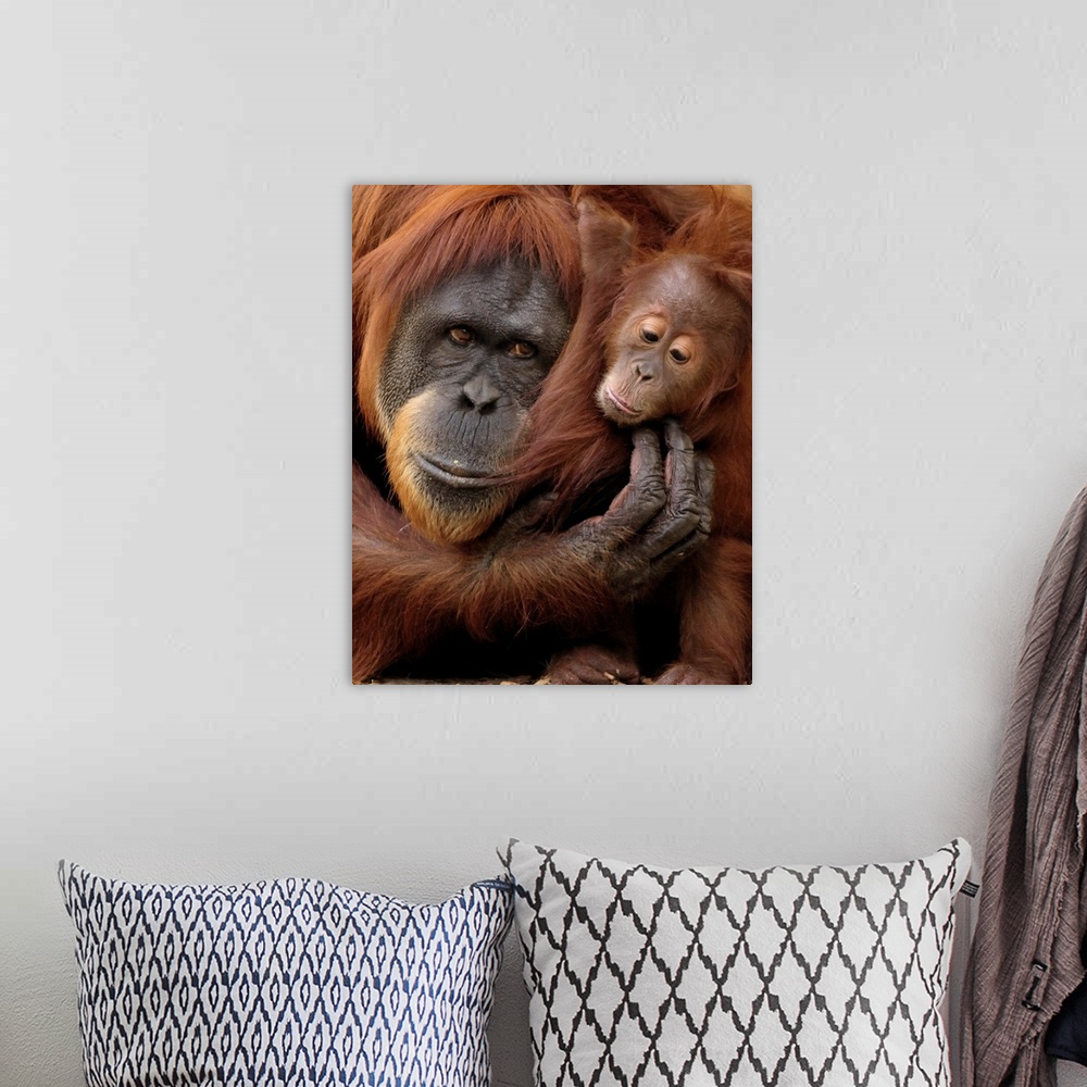 A bohemian room featuring A mother and baby orangutan share a hug.