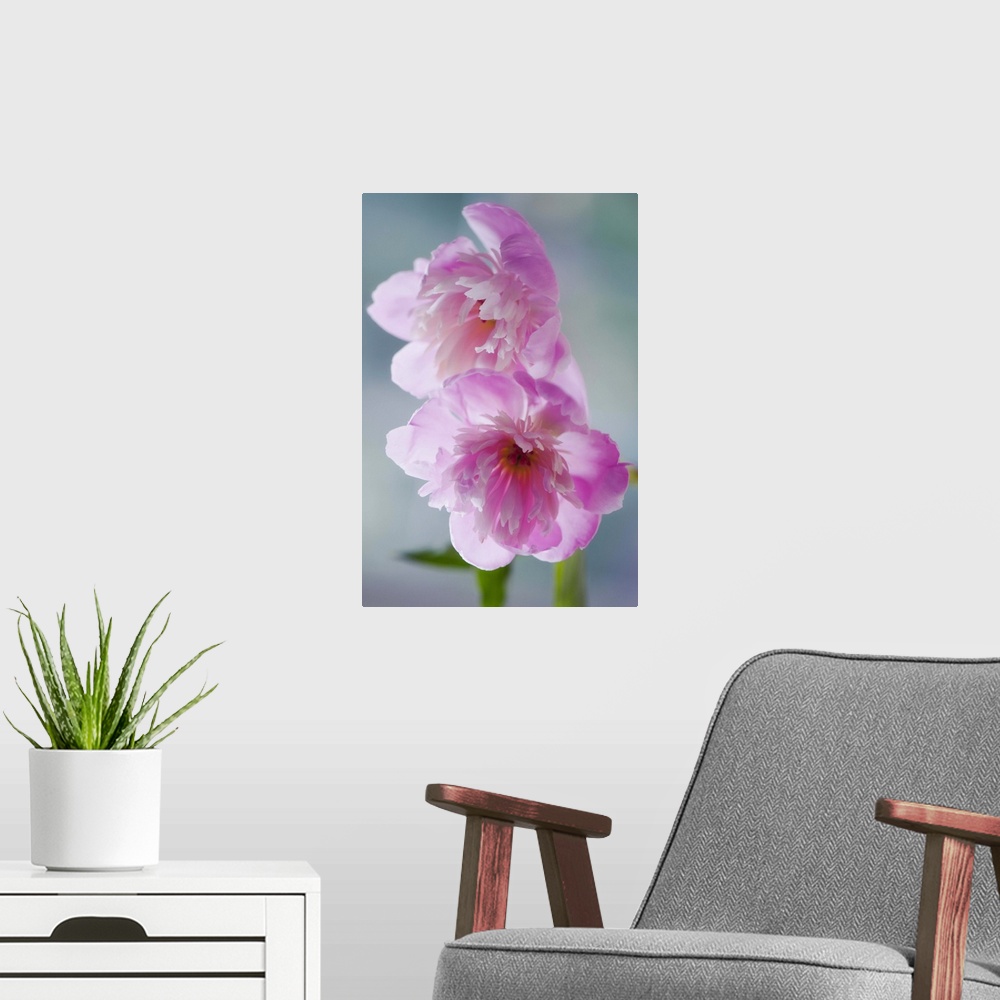 A modern room featuring A Pair of Pink Peony Flowers. Paeonia lactiflora