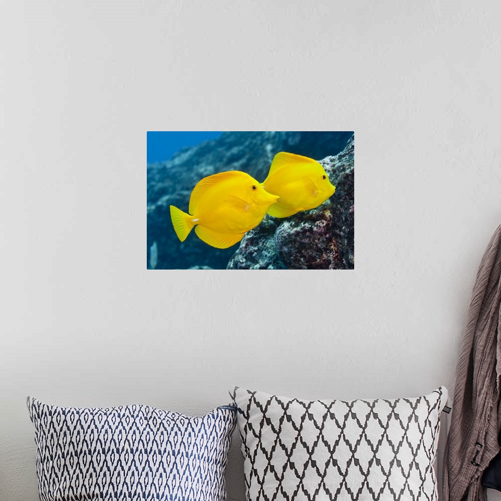 A bohemian room featuring Underwater life; FISH: A Pair of Yellow Tangs (Zebrasoma flavescens) swimming over a tropical cor...