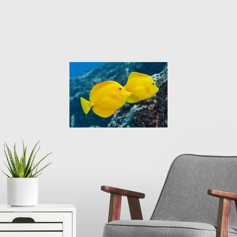 A modern room featuring Underwater life; FISH: A Pair of Yellow Tangs (Zebrasoma flavescens) swimming over a tropical cor...