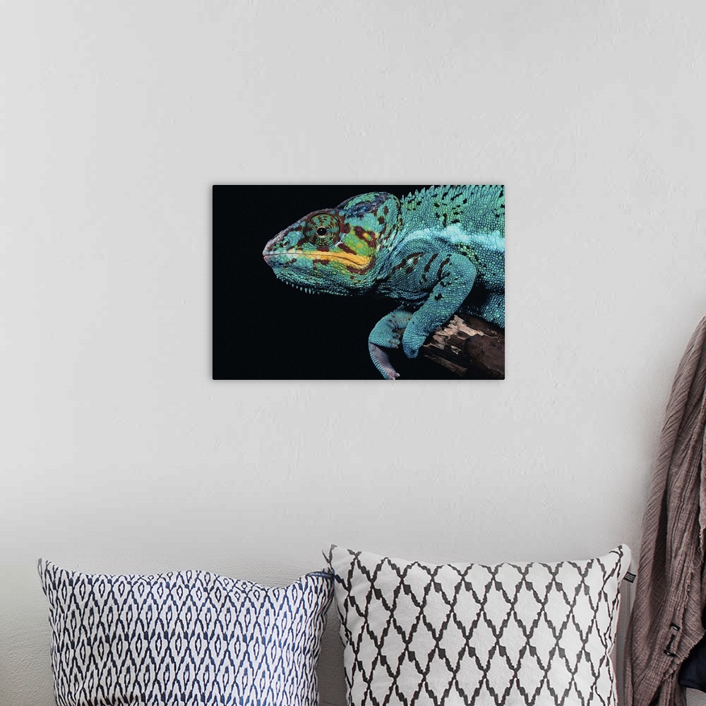 A bohemian room featuring A panther chameleon perching on a branch.