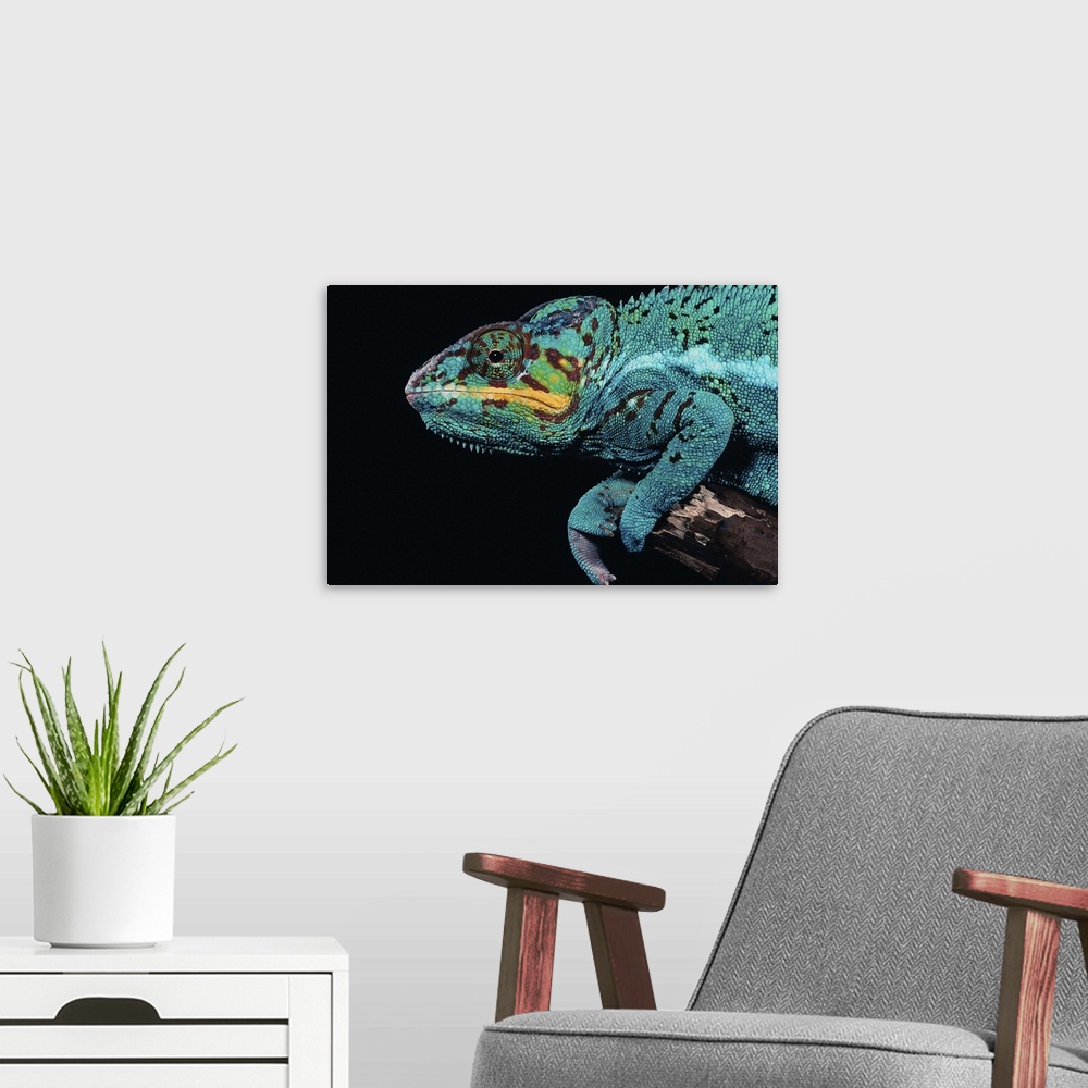 A modern room featuring A panther chameleon perching on a branch.