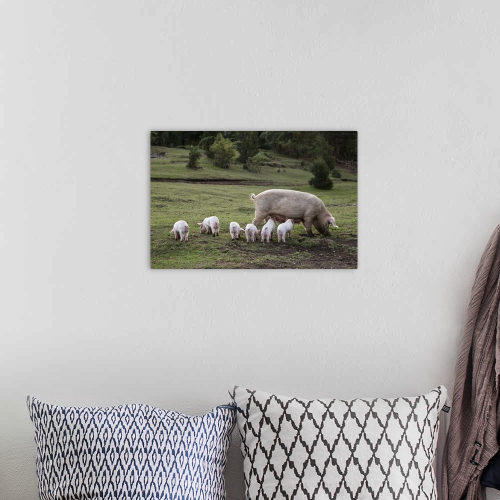 A bohemian room featuring A pig with piglets in a field