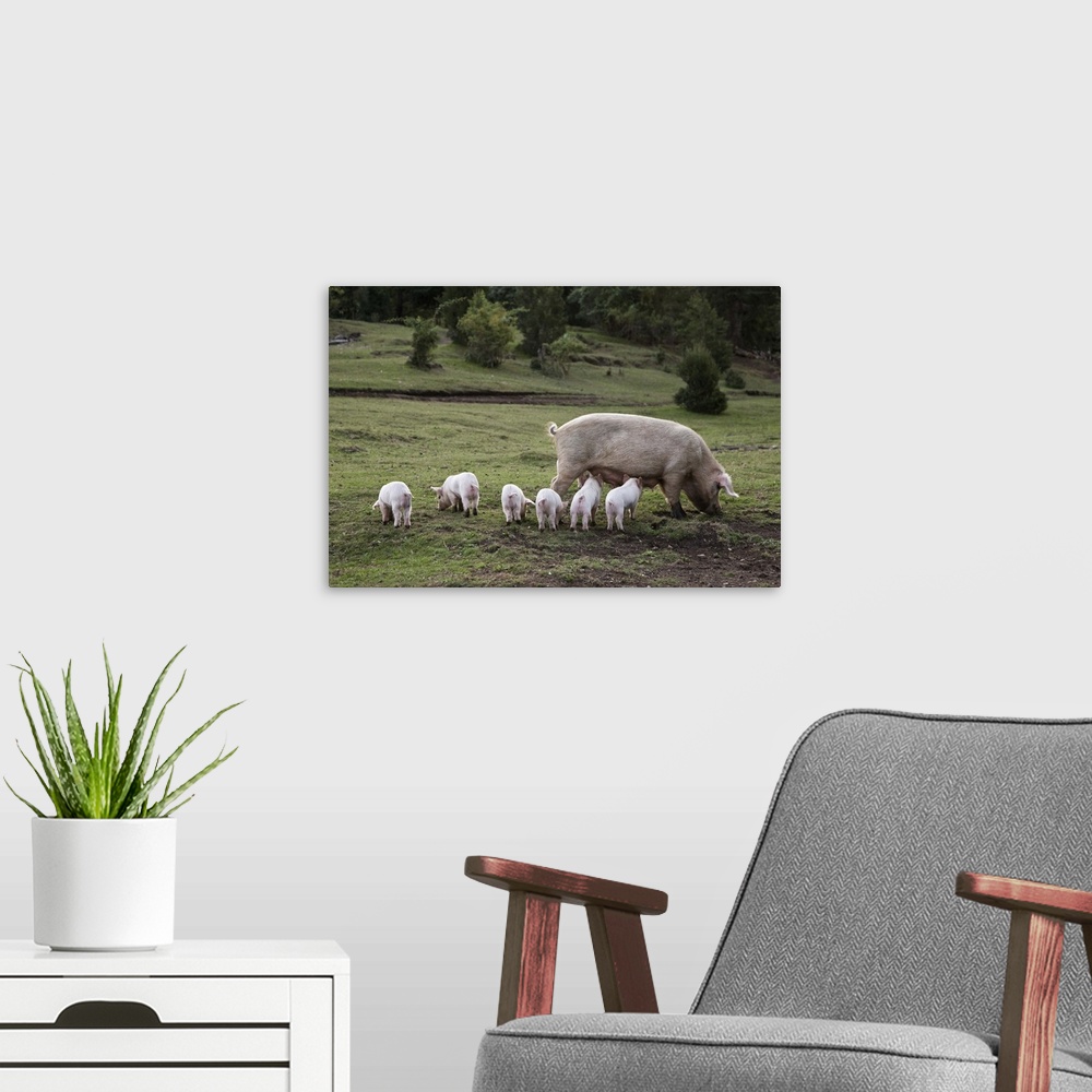 A modern room featuring A pig with piglets in a field