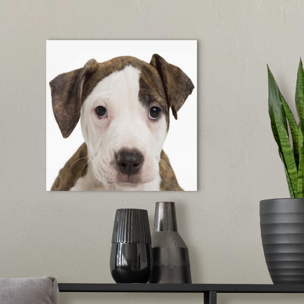 A modern room featuring A pitbull puppy
