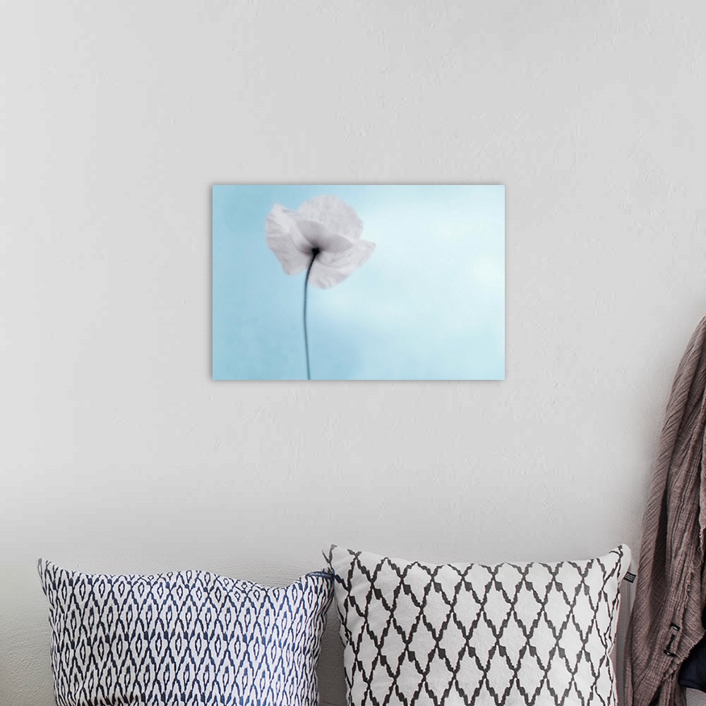 A bohemian room featuring A poppy seen from the stem with desaturated tones, against cool blue background.