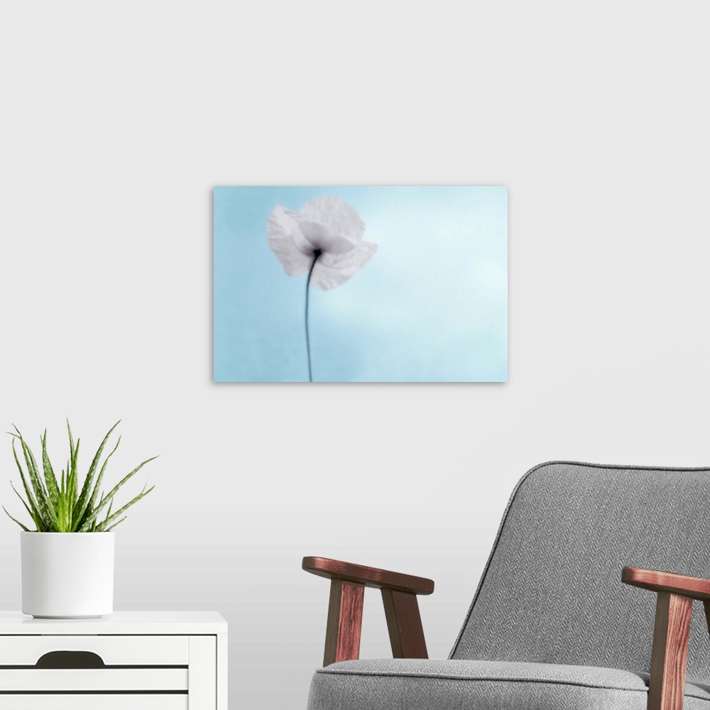 A modern room featuring A poppy seen from the stem with desaturated tones, against cool blue background.