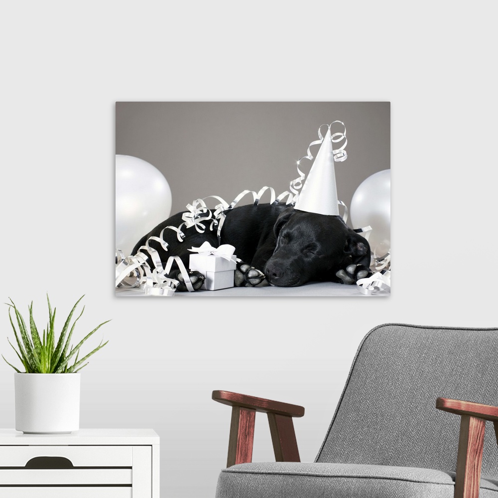 A modern room featuring Puppy sleeping in party decorations
