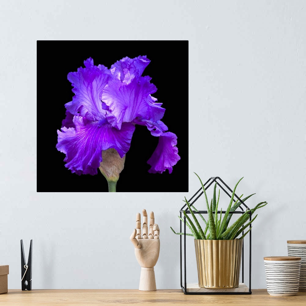 A bohemian room featuring Photograph of a single blooming iris against a black background.