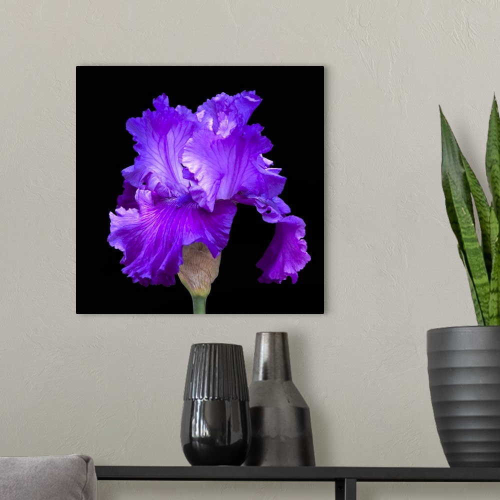 A modern room featuring Photograph of a single blooming iris against a black background.