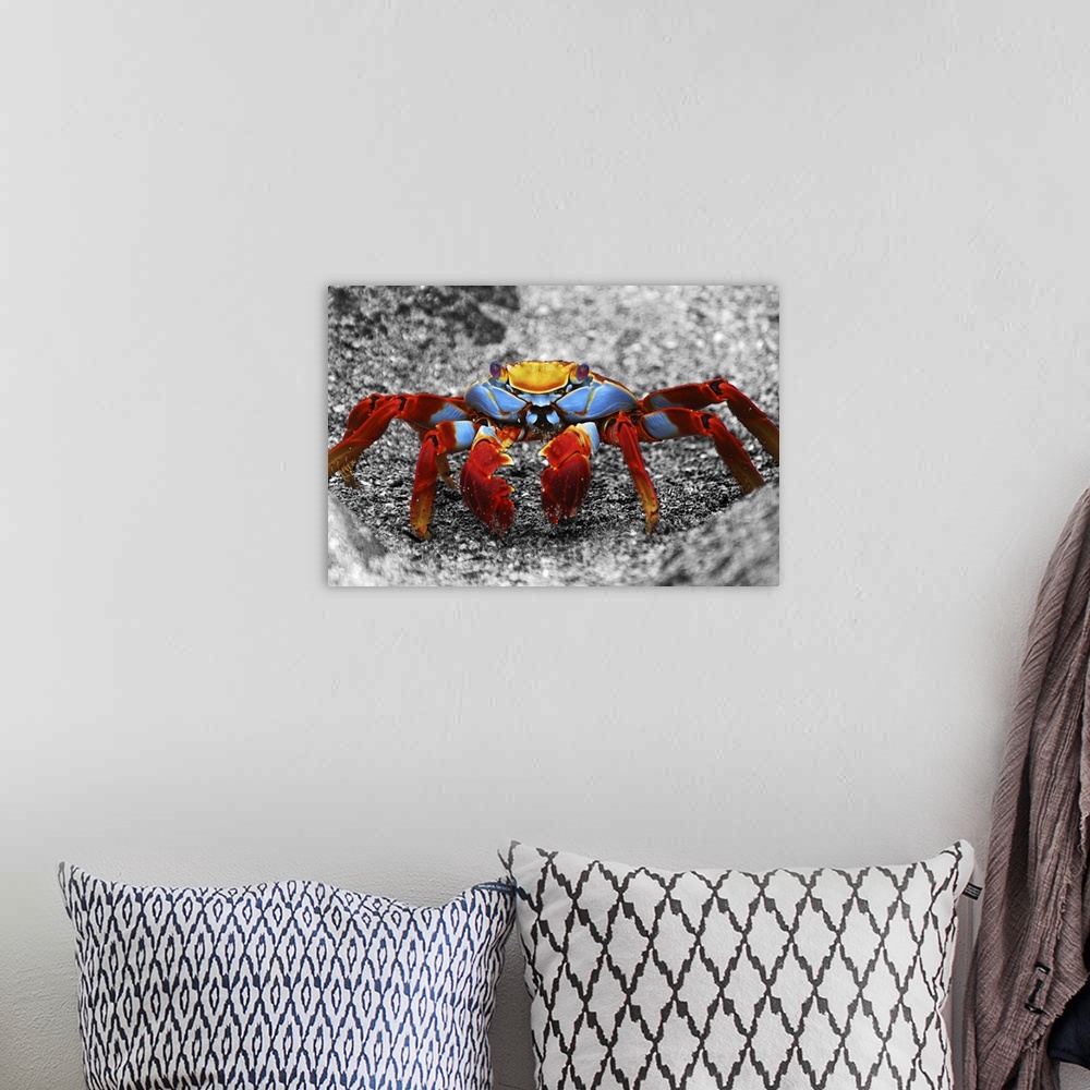 A bohemian room featuring A Sally Lightfoot crab in Galapagos Islands, Ecuador
