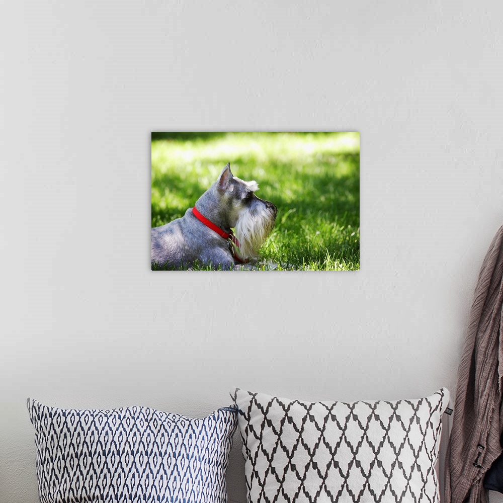 A bohemian room featuring A Schnauzer laying in the grass
