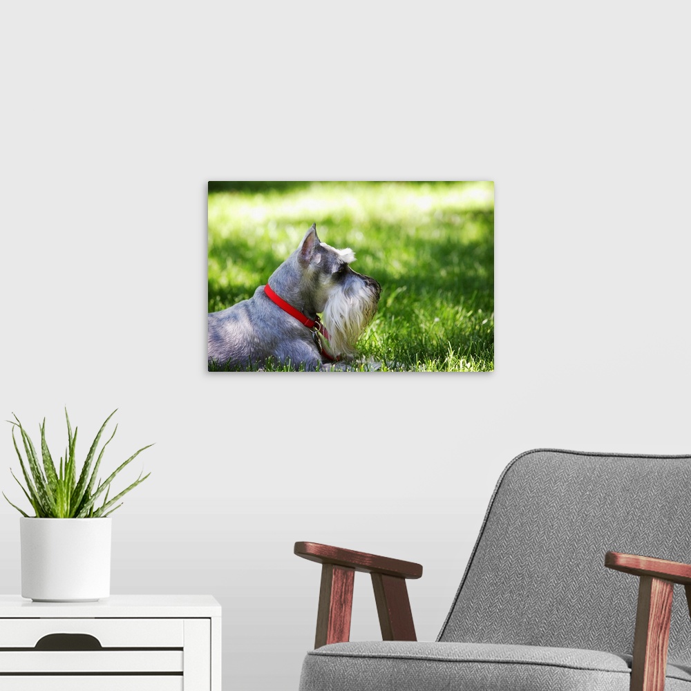 A modern room featuring A Schnauzer laying in the grass