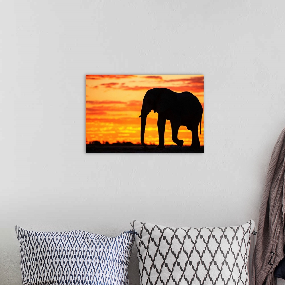 A bohemian room featuring A silhouette of a bachelor elephant bull (Loxodonta africana) walking against a golden African sk...