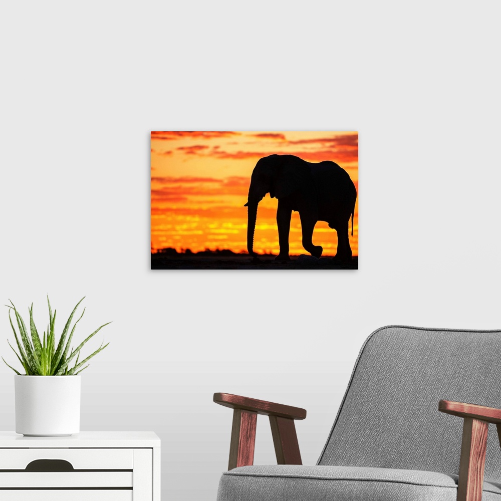 A modern room featuring A silhouette of a bachelor elephant bull (Loxodonta africana) walking against a golden African sk...