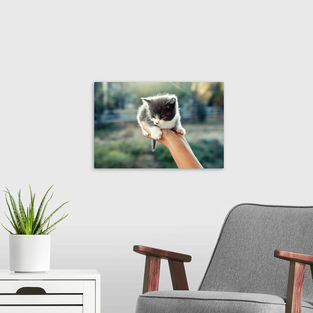 A modern room featuring A three-week-old, blue-eyed kitten held in one hand.