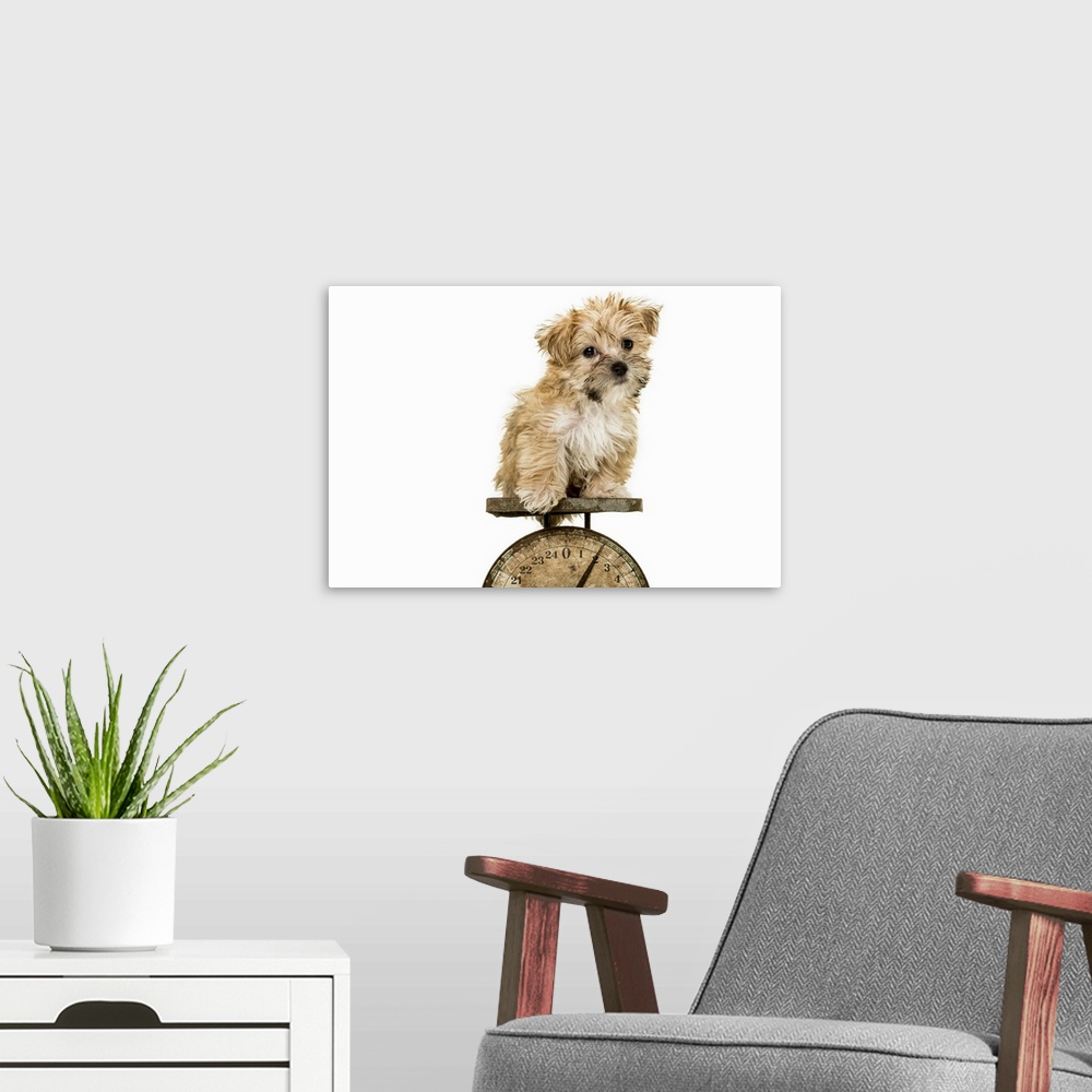 A modern room featuring A morkie is a mix of Yorkshire Terrier and Maltese