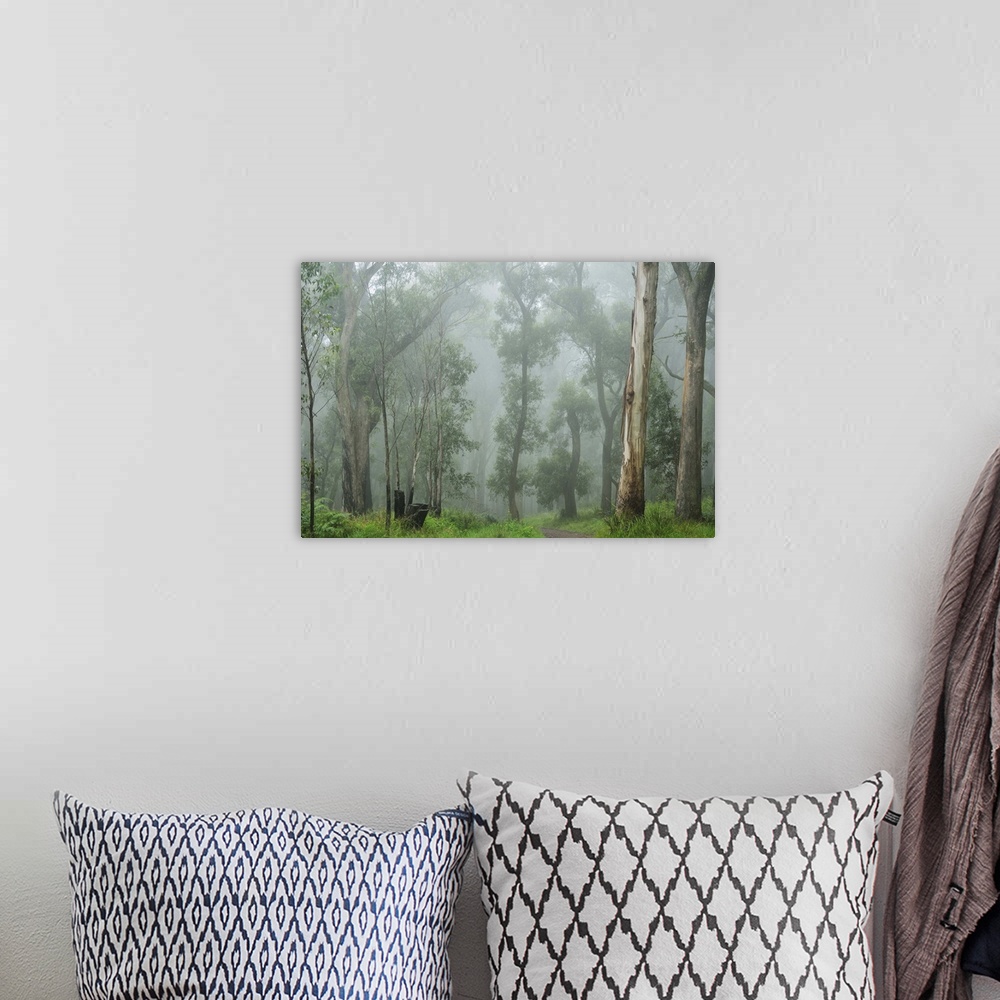 A bohemian room featuring A tranquil morning in the Dandenong Ranges National Park